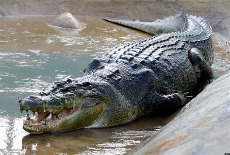 Biggest crocodile - Link to Book: https://linktr.ee/gatorjakeKrys the Crocodile, a supposed Monster Saltwater Crocodile with a length of 28 feet was shot in killed in 1957 Austr...